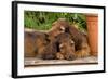 Teckel Dog Two Puppies-null-Framed Photographic Print