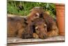 Teckel Dog Two Puppies-null-Mounted Photographic Print