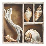 Nautilus-Ted Broome-Art Print