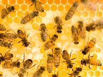 Busy Bees-Ted Horowitz-Premium Photographic Print