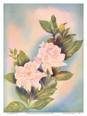 Hawaiian Gardenia (Nanu)' Prints - Ted Mundorff | AllPosters.com
