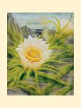 Night Blooming Cereus - Honolulu Queen of the Night - Vintage Hawaiian Airbrush Art, 1940s-Ted Mundorff-Stretched Canvas