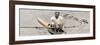 Ted Phelps, World Professional Sculling Champion, 1935-null-Framed Giclee Print