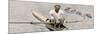 Ted Phelps, World Professional Sculling Champion, 1935-null-Mounted Giclee Print