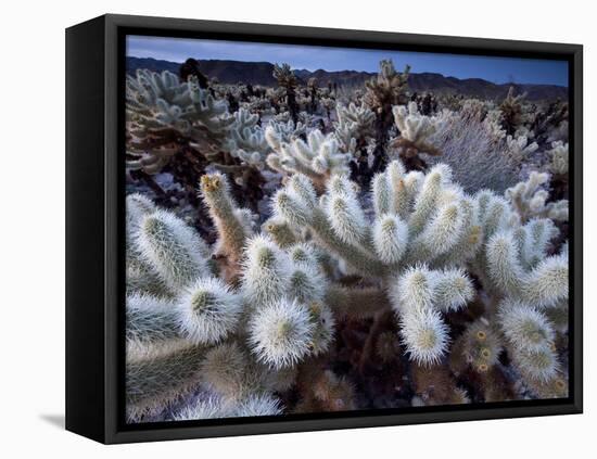 Teddy Bear Cactus or Jumping Cholla in Joshua Tree National Park, California-Ian Shive-Framed Stretched Canvas