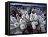 Teddy Bear Cactus or Jumping Cholla in Joshua Tree National Park, California-Ian Shive-Framed Stretched Canvas