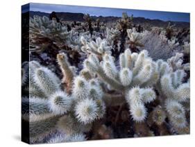 Teddy Bear Cactus or Jumping Cholla in Joshua Tree National Park, California-Ian Shive-Stretched Canvas