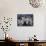 Teddy Bear Cactus or Jumping Cholla in Joshua Tree National Park, California-Ian Shive-Framed Stretched Canvas displayed on a wall