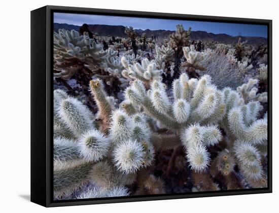 Teddy Bear Cactus or Jumping Cholla in Joshua Tree National Park, California-Ian Shive-Framed Stretched Canvas