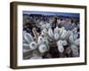 Teddy Bear Cactus or Jumping Cholla in Joshua Tree National Park, California-Ian Shive-Framed Premium Photographic Print