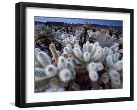 Teddy Bear Cactus or Jumping Cholla in Joshua Tree National Park, California-Ian Shive-Framed Premium Photographic Print