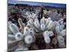 Teddy Bear Cactus or Jumping Cholla in Joshua Tree National Park, California-Ian Shive-Mounted Premium Photographic Print