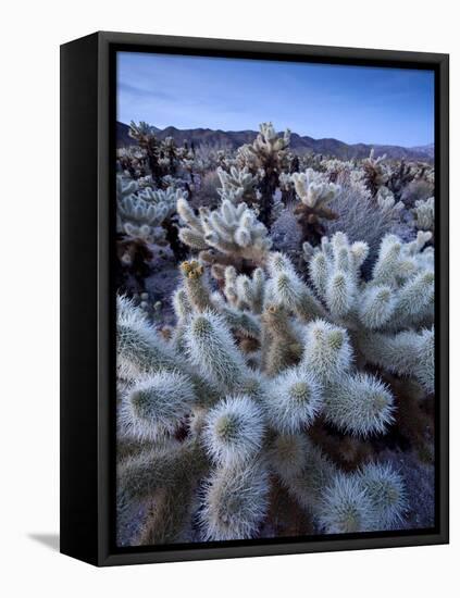 Teddy Bear Cactus or Jumping Cholla in Joshua Tree National Park, California-Ian Shive-Framed Stretched Canvas