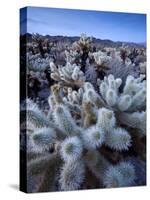Teddy Bear Cactus or Jumping Cholla in Joshua Tree National Park, California-Ian Shive-Stretched Canvas