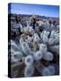 Teddy Bear Cactus or Jumping Cholla in Joshua Tree National Park, California-Ian Shive-Stretched Canvas