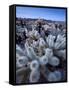 Teddy Bear Cactus or Jumping Cholla in Joshua Tree National Park, California-Ian Shive-Framed Stretched Canvas