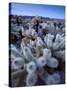 Teddy Bear Cactus or Jumping Cholla in Joshua Tree National Park, California-Ian Shive-Stretched Canvas