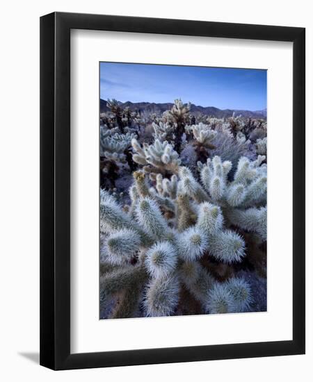 Teddy Bear Cactus or Jumping Cholla in Joshua Tree National Park, California-Ian Shive-Framed Premium Photographic Print