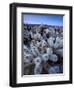 Teddy Bear Cactus or Jumping Cholla in Joshua Tree National Park, California-Ian Shive-Framed Premium Photographic Print