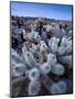 Teddy Bear Cactus or Jumping Cholla in Joshua Tree National Park, California-Ian Shive-Mounted Premium Photographic Print