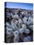 Teddy Bear Cactus or Jumping Cholla in Joshua Tree National Park, California-Ian Shive-Stretched Canvas