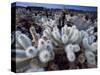 Teddy Bear Cactus or Jumping Cholla in Joshua Tree National Park, California-Ian Shive-Stretched Canvas