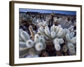 Teddy Bear Cactus or Jumping Cholla in Joshua Tree National Park, California-Ian Shive-Framed Photographic Print