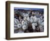 Teddy Bear Cactus or Jumping Cholla in Joshua Tree National Park, California-Ian Shive-Framed Photographic Print