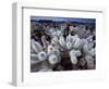 Teddy Bear Cactus or Jumping Cholla in Joshua Tree National Park, California-Ian Shive-Framed Photographic Print