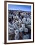 Teddy Bear Cactus or Jumping Cholla in Joshua Tree National Park, California-Ian Shive-Framed Photographic Print