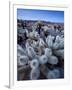 Teddy Bear Cactus or Jumping Cholla in Joshua Tree National Park, California-Ian Shive-Framed Photographic Print