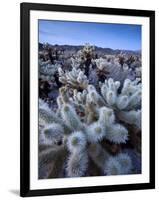 Teddy Bear Cactus or Jumping Cholla in Joshua Tree National Park, California-Ian Shive-Framed Photographic Print