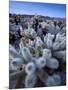 Teddy Bear Cactus or Jumping Cholla in Joshua Tree National Park, California-Ian Shive-Mounted Photographic Print