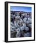 Teddy Bear Cactus or Jumping Cholla in Joshua Tree National Park, California-Ian Shive-Framed Photographic Print