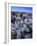 Teddy Bear Cactus or Jumping Cholla in Joshua Tree National Park, California-Ian Shive-Framed Photographic Print