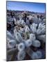 Teddy Bear Cactus or Jumping Cholla in Joshua Tree National Park, California-Ian Shive-Mounted Photographic Print