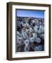 Teddy Bear Cactus or Jumping Cholla in Joshua Tree National Park, California-Ian Shive-Framed Photographic Print