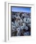 Teddy Bear Cactus or Jumping Cholla in Joshua Tree National Park, California-Ian Shive-Framed Photographic Print