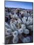 Teddy Bear Cactus or Jumping Cholla in Joshua Tree National Park, California-Ian Shive-Mounted Photographic Print