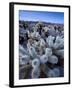 Teddy Bear Cactus or Jumping Cholla in Joshua Tree National Park, California-Ian Shive-Framed Photographic Print