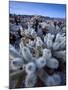 Teddy Bear Cactus or Jumping Cholla in Joshua Tree National Park, California-Ian Shive-Mounted Photographic Print