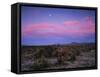 Teddy Bear Cholla Cactus, Anza-Borrego Desert State Park, California, USA-Adam Jones-Framed Stretched Canvas