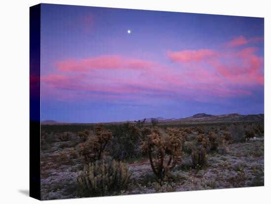 Teddy Bear Cholla Cactus, Anza-Borrego Desert State Park, California, USA-Adam Jones-Stretched Canvas