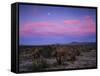 Teddy Bear Cholla Cactus, Anza-Borrego Desert State Park, California, USA-Adam Jones-Framed Stretched Canvas