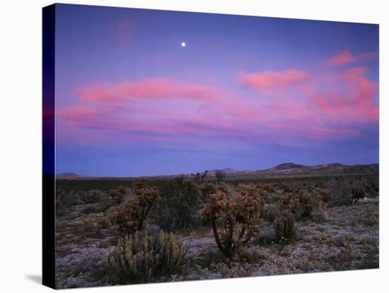 Teddy Bear Cholla Cactus, Anza-Borrego Desert State Park, California, USA-Adam Jones-Stretched Canvas