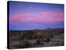 Teddy Bear Cholla Cactus, Anza-Borrego Desert State Park, California, USA-Adam Jones-Stretched Canvas