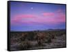 Teddy Bear Cholla Cactus, Anza-Borrego Desert State Park, California, USA-Adam Jones-Framed Stretched Canvas