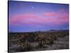 Teddy Bear Cholla Cactus, Anza-Borrego Desert State Park, California, USA-Adam Jones-Stretched Canvas