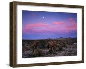 Teddy Bear Cholla Cactus, Anza-Borrego Desert State Park, California, USA-Adam Jones-Framed Premium Photographic Print