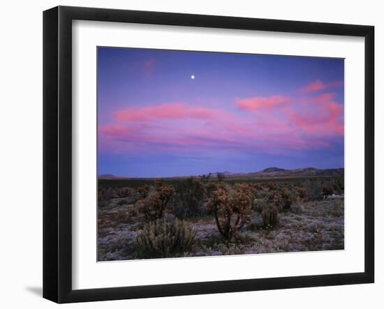 Teddy Bear Cholla Cactus, Anza-Borrego Desert State Park, California, USA-Adam Jones-Framed Premium Photographic Print